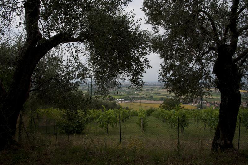 Agriturismo La Grotta San Giuliano Terme Luaran gambar